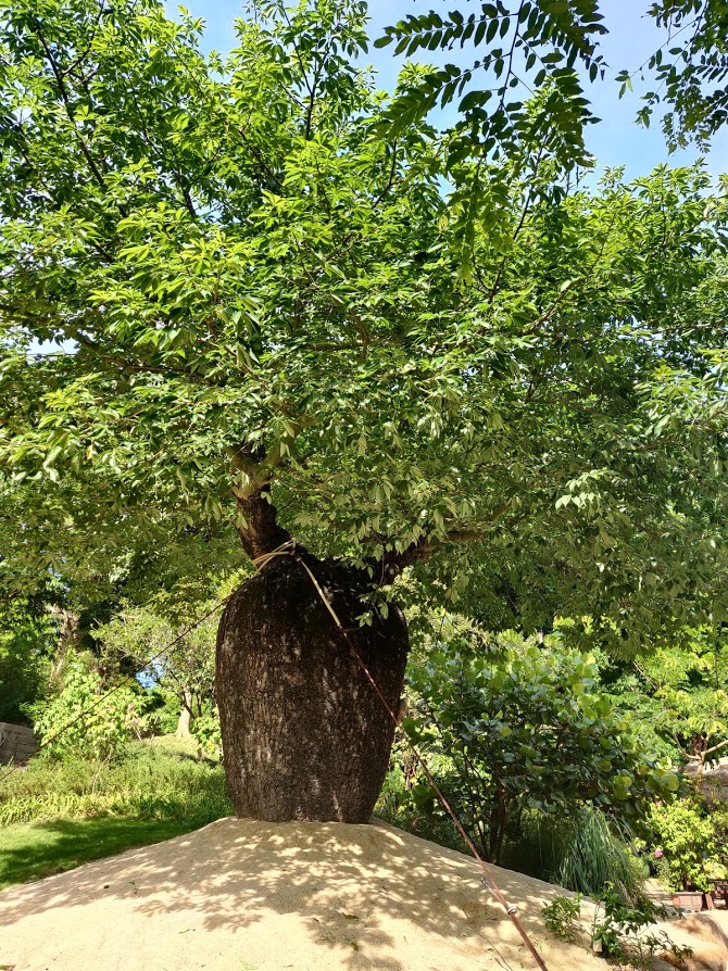 big san tree
